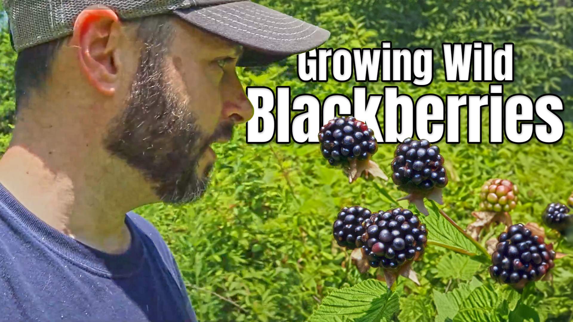Growing Wild Blackberries Thumbnail