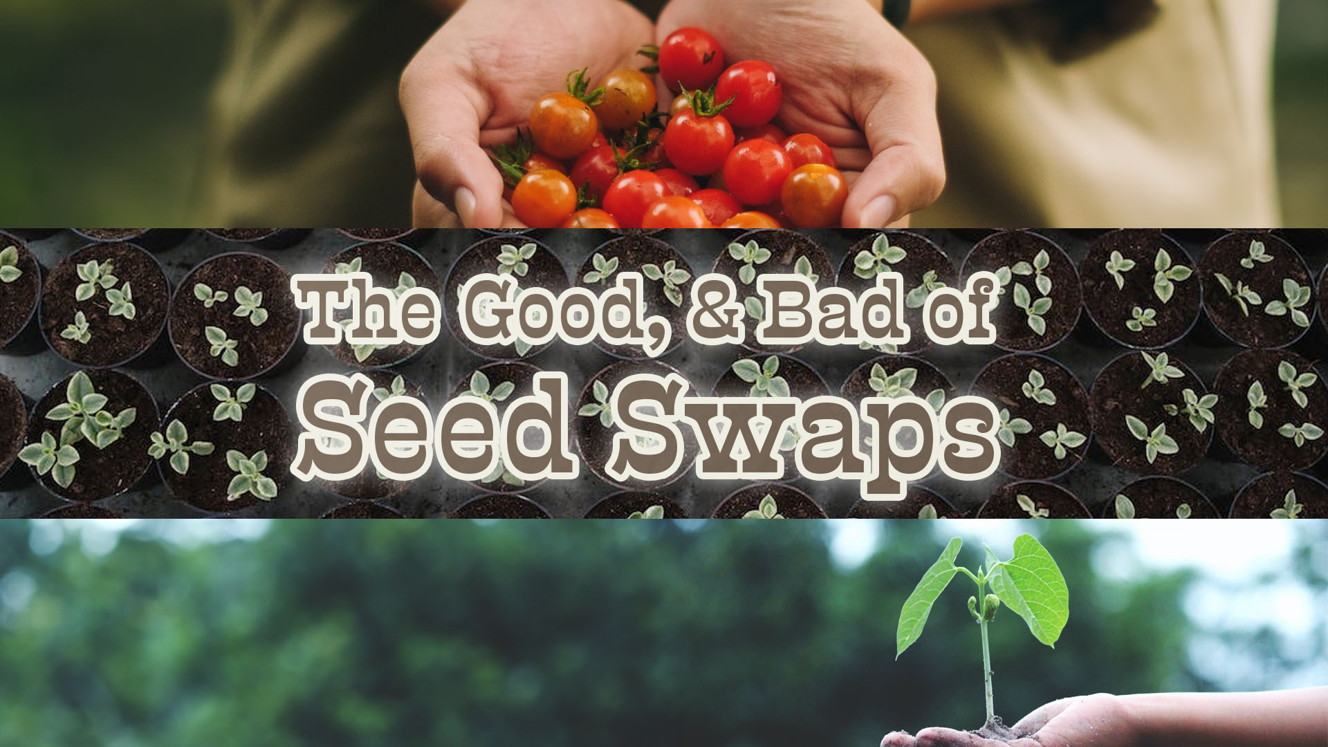 The Good and Bad of Seed Swaps