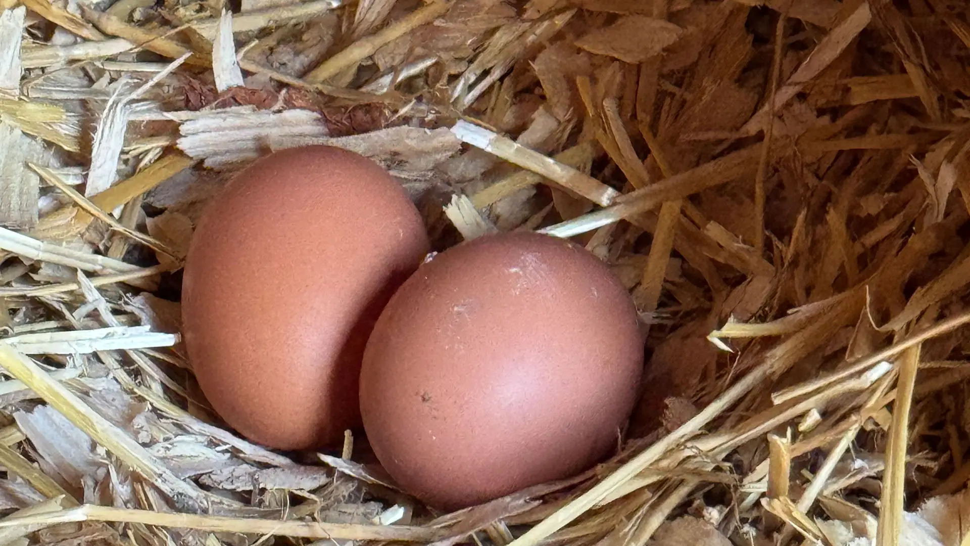 Hurricane Homestead Fresh Eggs